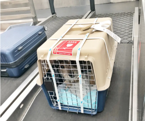 丽江宠物托运 宠物托运公司 机场宠物托运 宠物空运